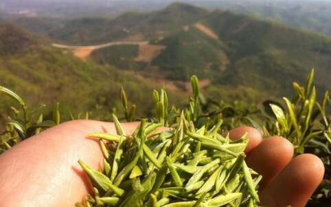 信阳毛尖茶每天喝多少好