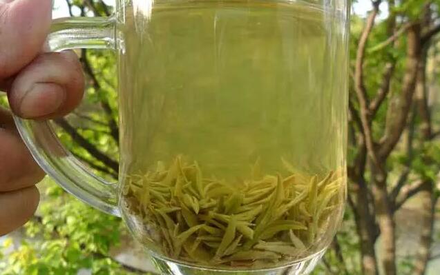 信阳毛尖茶